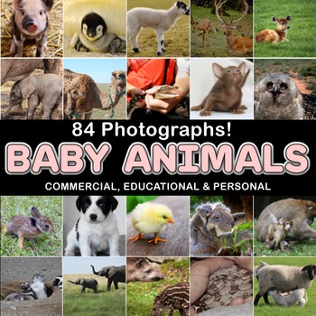 Preview of Photos Photographs BABY ANIMALS, clip art