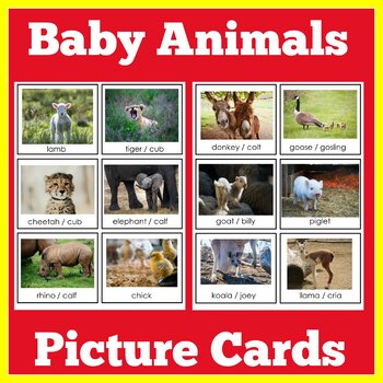 Animals Babies Preschool Kindergarten 1st Grade Baby Animals Cards