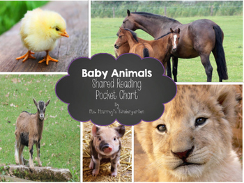 Preview of Baby Animals Shared Reading and Pocket Chart Center