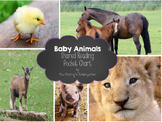 Baby Animals Shared Reading and Pocket Chart Center