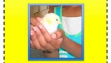 Baby Chick Handling Permission Form and Certificate