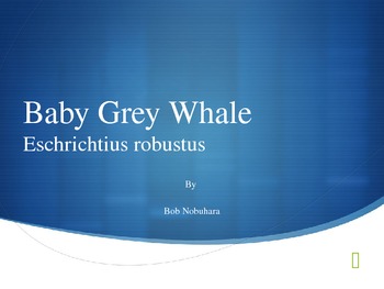 Preview of Baby Grey Whale