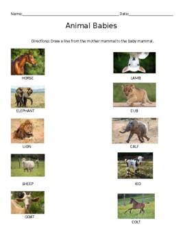 Preview of Baby Mammals [Matching Activity]