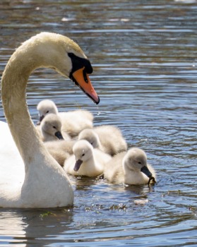 Preview of Baby swans photograph