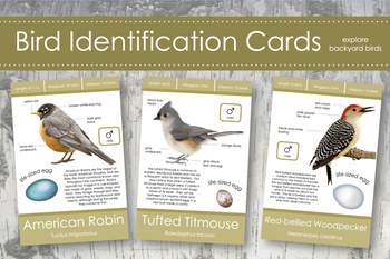 Preview of Backyard Bird Identification Cards- Montessori
