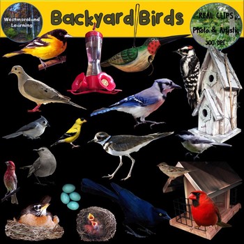 Preview of Backyard Birds Clip Art Photo & Artistic Digital Stickers