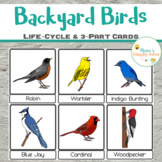 Backyard Birds Life-Cycle & 3-Part Cards