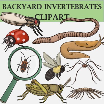 Preview of Backyard Invertebrates (Bugs and Insects) - Habitat Clip Art