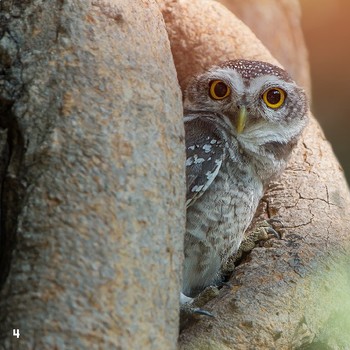 Backyard Science - Trees -Read-along ebook by Blue Door Education