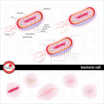 Bacteria Cell Science Diagram Clipart by Poppydreamz by Poppydreamz ...
