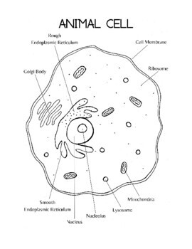 Bacteria Cell and Animal Cell Coloring Sheet by Biologicool | TPT