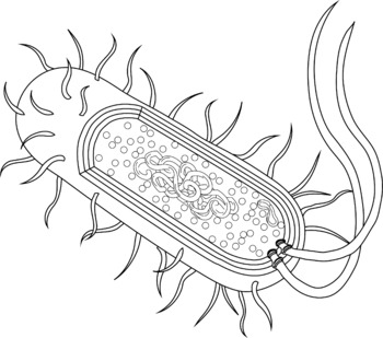 Bacteria Clip Art and Science Diagrams for Print and Digital by geezDoodles