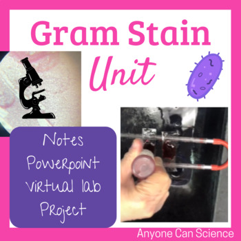 Preview of Bacteria Gram Stain Microbiology Unit