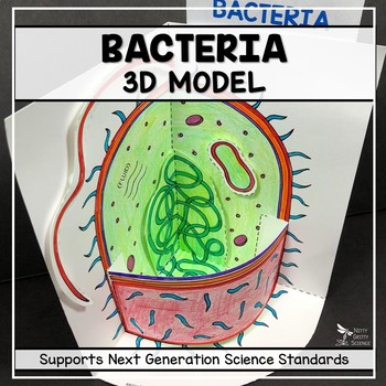 Preview of Bacteria Model  - 3D