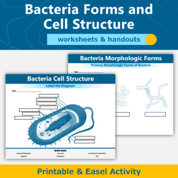 Preview of Bacteria Morphological Forms and Cell Structure Diagram Worksheets and Handouts
