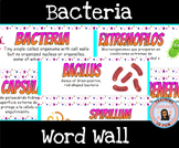Bacteria Word Wall English Spanish ESL Biology Word Wall