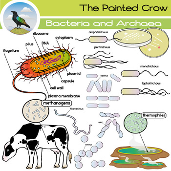 Preview of Bacteria and Archaea Clip Art