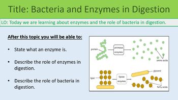 Preview of Bacteria and Enzymes in Digestion ~ KS3 ~ Year 8
