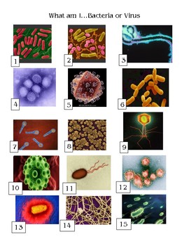 Preview of Bacteria and Virus Sort