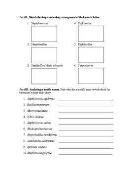 Bacterial Shape and Colony Naming and Drawing Worksheet | TpT