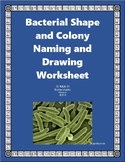 Bacterial Shape and Colony Naming and Drawing Worksheet