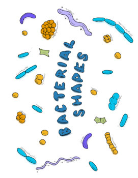 Bacterial Shapes Coloring Page/Poster by Baffling Biology Bargains