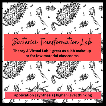 Preview of Bacterial Transformation Lab: Theory/Understanding & Virtual Lab AP Biology