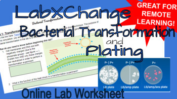 Preview of Bacterial Transformation (LabXChange) Simulation Worksheet