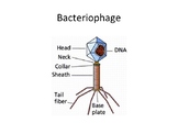 Bacteriophage Project