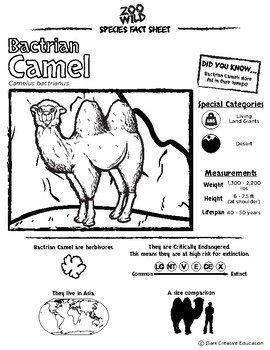 Bactrian Camel Activities - Leveled Reading, Printables, Slides ...