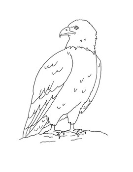 free bald eagle coloring pages