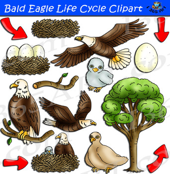 Preview of Bald Eagle Life Cycle Clipart