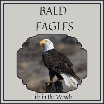How Did the Bald Eagle Become America's National Bird?