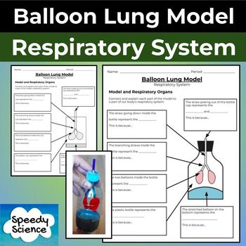 Preview of Balloon Lung Model: Respiratory System - Body System Activity