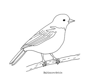 Baltimore Oriole Coloring Page by Mama Draw It