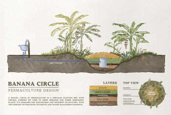Preview of Banana Circles : Permaculture Design