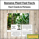 Banana Plant Fast Facts - Montessori Botany Cards & Pictures