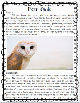 Barn Owl CLOSE Read & Comprehension Questions by Fifth With Ms Smith