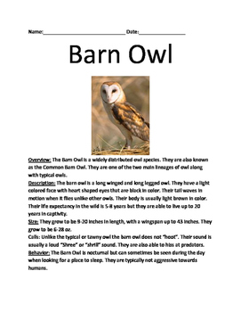 Barn Owl Review Article Lesson Facts Questions Vocabulary Word