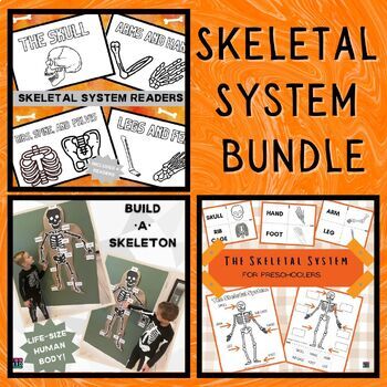 Preview of Basic Anatomy Bundle - Skeletal System