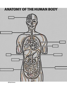 Download Anatomy Coloring Page Worksheets Teaching Resources Tpt