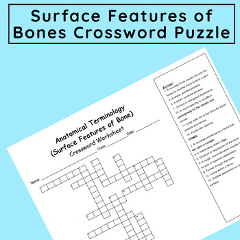 Basic Anatomy and Terminology: Surface Features of Bones Crossword Puzzle