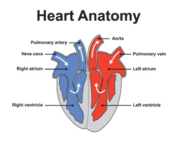 Preview of Basic Anatomy of The Heart. Blood Circulatory System.