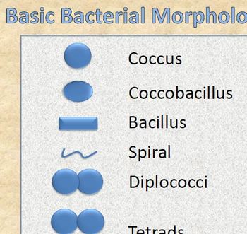 Preview of Basic Bacterial Morphology, or The Shapes of Bacteria Chart
