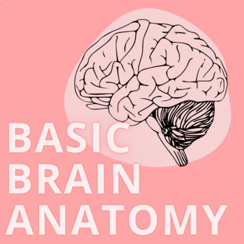 Preview of Basic Brain Anatomy | Intro to Brain Structure and Function