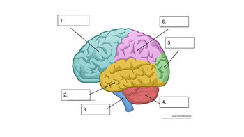 Preview of Basic Brain Diagram - Psychology