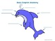 Basic Dolphin Anatomy Diagr... by Cheerful Classroom | Teachers Pay