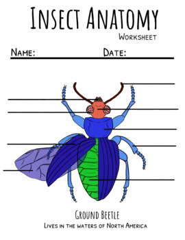 Preview of Basic Insect Anatomy Worksheet with Video (Distance Learning)