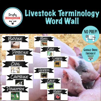 Preview of Basic Livestock Terminology- Animal Science, Agriculture Education, Agriscience!