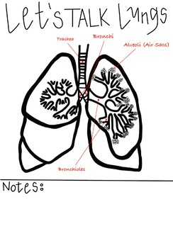 Preview of Basic Lungs Diagram
